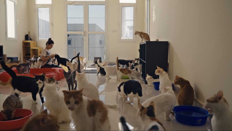 "25 Cats from Qatar" premieres at the 2025 Milwaukee Film Festival.